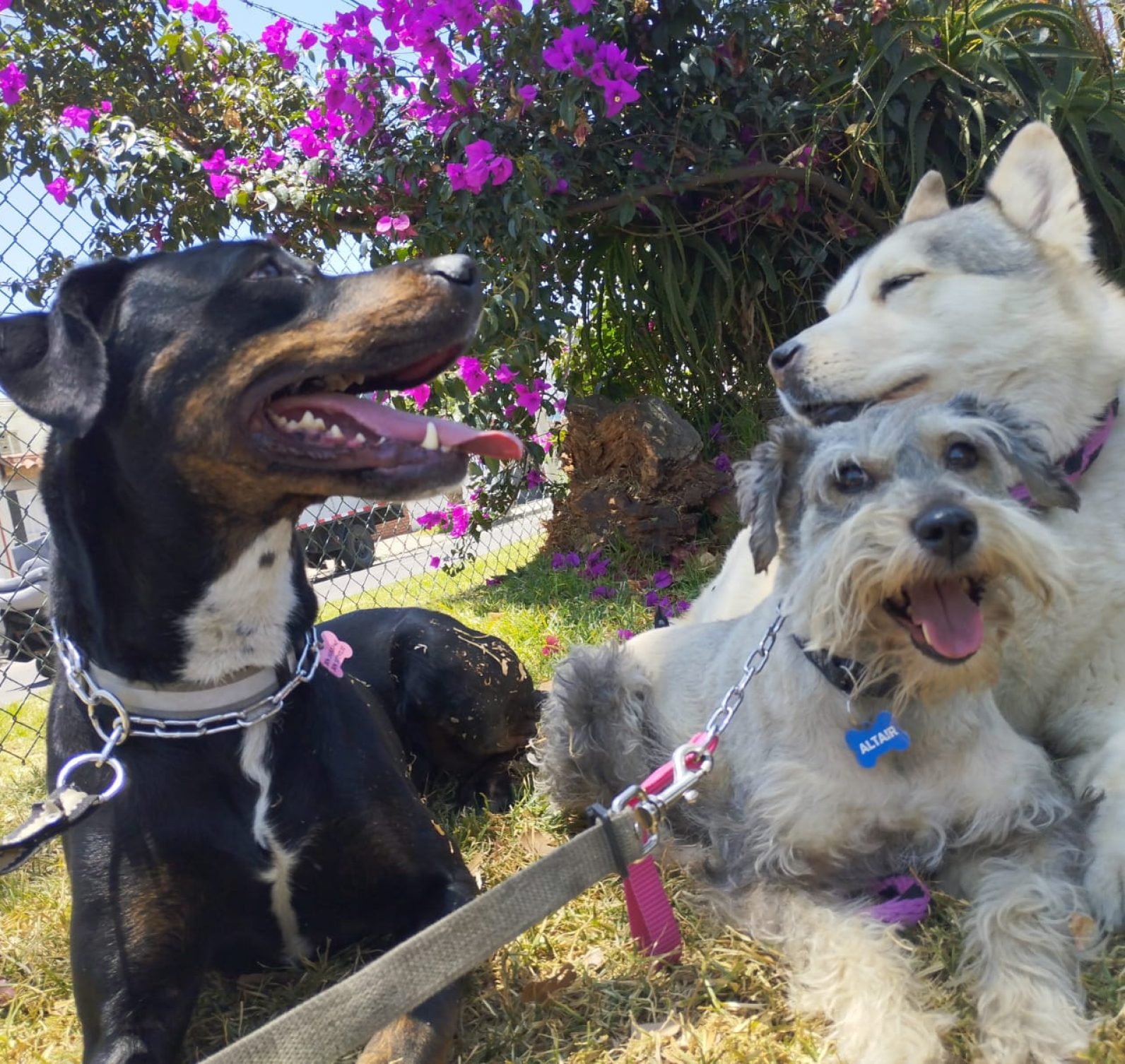 Las Mascotas De Ringo